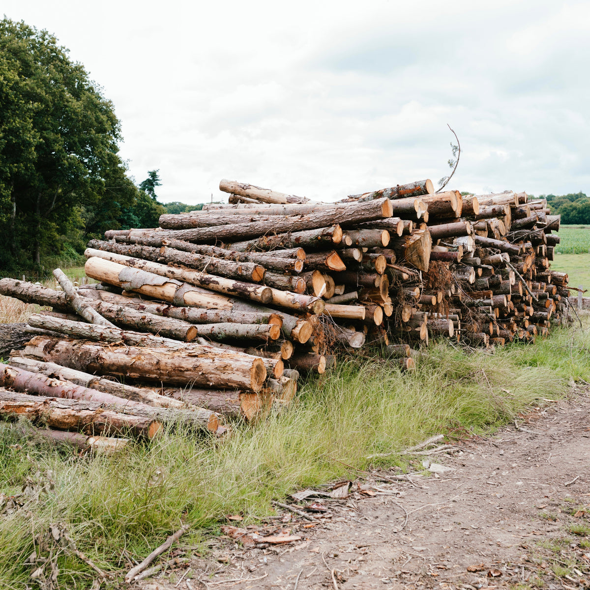 How Kiln-Dried Firewood Is Cut, Dried, and Prepared