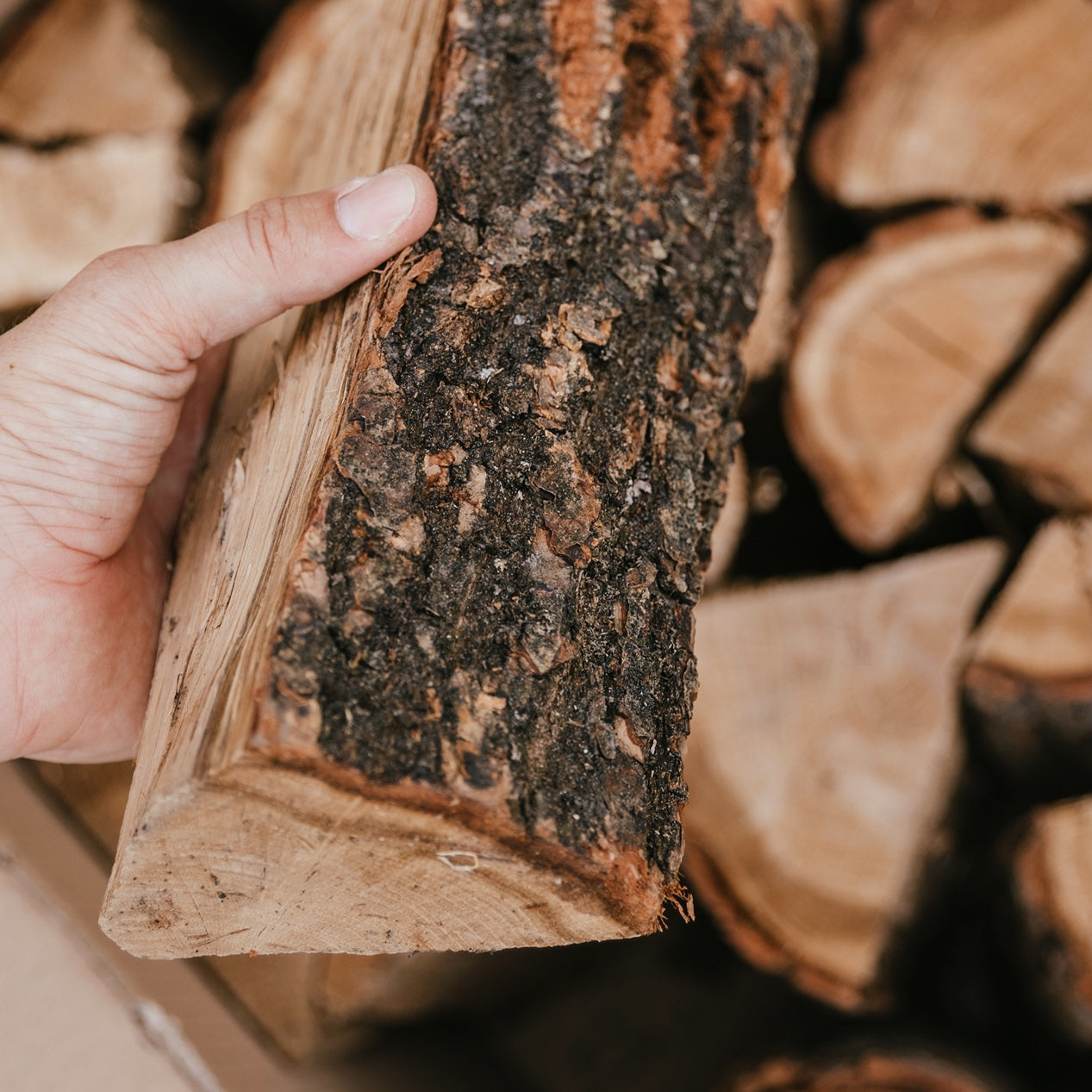 Birch vs Ash vs Oak Firewood: Which Logs Are Best?