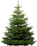 Premium Nordmann Fir – Real Christmas Tree