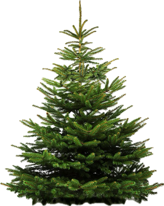 Nordmann fir tree deals