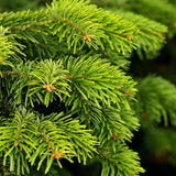 Premium Nordmann Fir – Real Christmas Tree